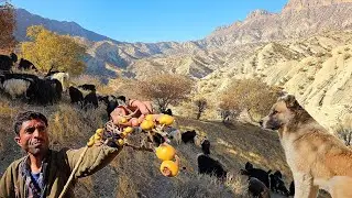 Khosrow goes to the mountain to pick natural fruit with her sheep.🌄🫒