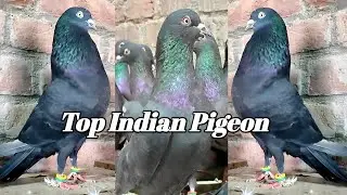 High Flying Indian Zakh Pigeons ! भारत के मशहूर काले कबुतर  9354396332 Arshad idrisi pigeon