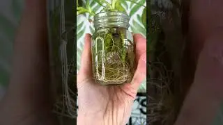 6 Plants I'm Currently Growing in Water
