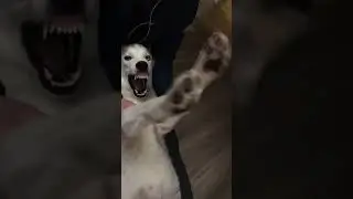 Волкособ Демонюг