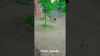 Mini Avi&aacute;rio #peru #aves #animais #angola #avesbrasil #galinha #viral #birds