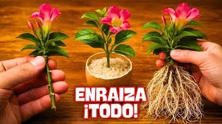 &iexcl;T&Eacute;CNICA INFALIBLE! Enra&iacute;za ESQUEJES de tus PLANTAS con FLORES de la Noche a la Ma&ntilde;ana