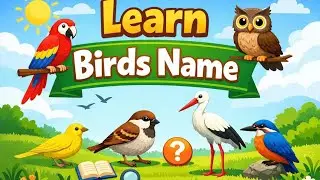 Learn birds name #toddlerslearning #exploreformore #kidslearning #tinylearners 