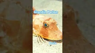 Grondin Perlon #fish #corsicaisland #nature
