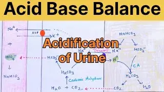 Acid Base Balance Physiology ll Renal Regulation ll Acidification of Urine