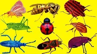 BUGS Insects Video For Children Toddlers Babies Best Insect Toys Video For Kids Learn Insect & Bugs