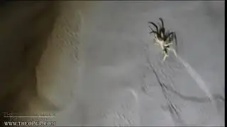 Camel Spider