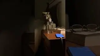 Tiny Cat's BIG Mess! 😹🏠😼