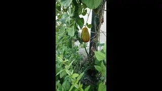 Balcony gardening purple yam, basil plants , pea plants, amaranthus, ashgourd,blue pea plants.