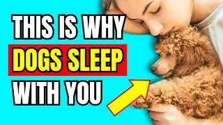 If Dogs SLEEP With You, This Is What It Really Means