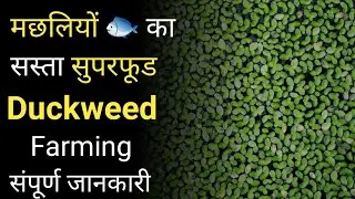 डकवीड फार्मिंग और Fish Feed  के रूप में उपयोग || duckweed farming in india || duckweed farming guide