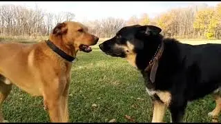 Hilarious Dog Meeting for the First Time 😱 | Desi Puppies Encounter 🐶❤️