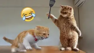 When Your Pet Is Actually Funny: Funniest Animals| The Pet Zone