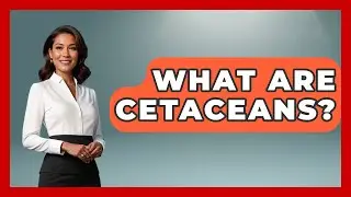 What Are Cetaceans? | The Marine Life Explorer