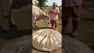 I have never seen such deliveey before #shortsfeed #cowdelivery #farm #shockingvideo