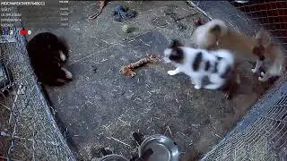 Pomsky Puppies [Live Feed] !feed !wake !info !names !socials