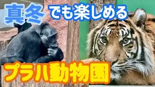 真冬でも楽しめる！プラハ動物園