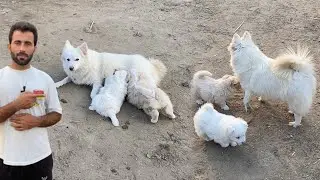 Gracie apne Puppies ko Dhond Pila Rahi👨‍🍼Zero Size Russian Puppies 🐶 Pets Lover in Punjab 