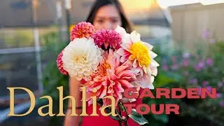 The Dahlia Patch 2025 | Cut Flower Garden Tour