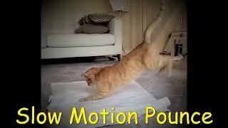 Cat Pouncing in Slow Motion ( Recipe included 😻)