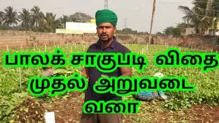 (பாலக்) கீரை (சாகுபடி) விதை முதல் அறுவடை வரை | (Palak) (Cultivation)