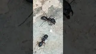 BIG ANT 🐜 WARGAH #shorts