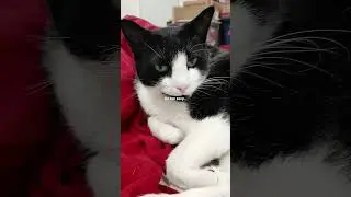 I'm too sexy...#rightsaidfred #catsvideo #kitty #cat #90smusic #tuxedocat #cuteanimal #banjo #cute