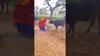 राम राम जी 🙏❤️#newvlog#minivlog#marwadi#shekhawati#trending #viralshorts#sikar#subscribe#ytshorts
