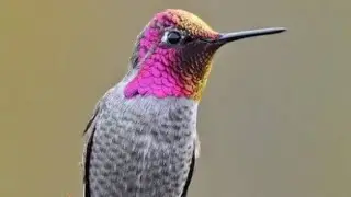 surekav or annas bird changes the colors every second #Which bird changes its colour every second#