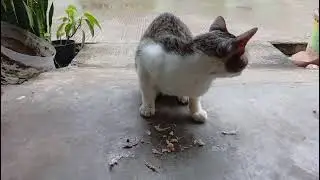 The cat eats fish (Kucing makan ikan)