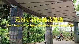 元州邨簕杜鵑花隧道 Un Chau Estate bougainvillea tunnel, mhp2186, apr2020 #元州邨 #簕杜鵑花隧道