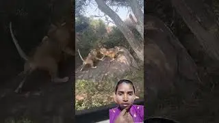 Lionesses fight with lions to give birth to their cubs #viralvideo #lion#nature credit-@EcoPlanet043
