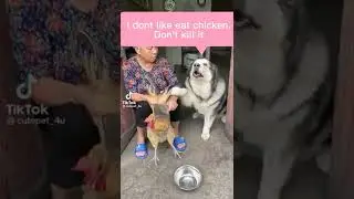 Smart Dog Stopped The Owner From killing The Innocent Chicken 😂🤣