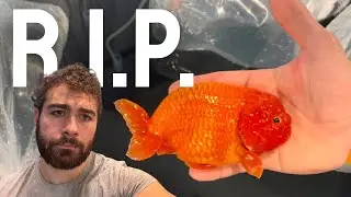 Lukes Goldies - «Правда» о моем путешествии в поисках золотой рыбки...