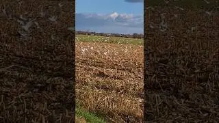 D'innombrables Go&eacute;lands et Mouettes sur les champs &agrave; c&ocirc;t&eacute; du Mont Saint-Michel 😳 #mouette #goeland