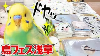 【鳥フェス浅草】へ行ってきました！