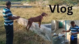 Desi Dog Training At Home In My Style🥰