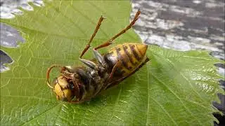 Szerszenie europejskie (Vespa crabro) budują gniazdo