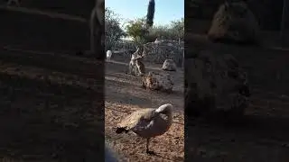 Melios zoo
