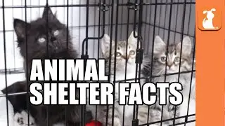 7 Crazy Facts About Animal Shelters