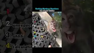 🐒✨ Magic Tricks That Blew Monkeys' Minds #ViralAnimals #MonkeyMagic