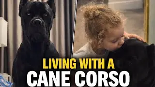 Living With a Cane Corso : Not What You Think