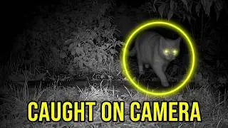 Ghost Cat in the Night The Spectral Cat with Glowing Eyes in the Cottage Garden