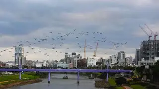 1150103 The great cormorants transferring from Long-Life bridge to MacArthur bridge.