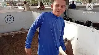 Feira de caprinos e Ovinos de Sum&eacute; PB 03/12/2025