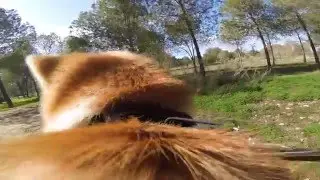 Akita Inu (秋田犬) Aimi Adentures Episode 10