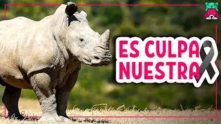 La extinci&oacute;n de estos animales es CULPA NUESTRA  | Videos de animales