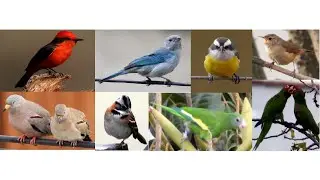 #aves #Lima 15 aves m&aacute;s comunes en los parques y jardines de Lima, Per&uacute;