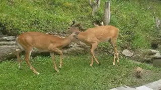 Like a scene from 'Bambi': Deer, rabbit & chipmunk all snack together