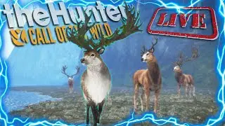 ROAD TO 120 GREAT ONES! The Great One Red Deer Grind Is POPPING OFF! Call of the wild